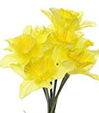 Daffodil Flowers