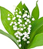 Lily of the Valley Flowers